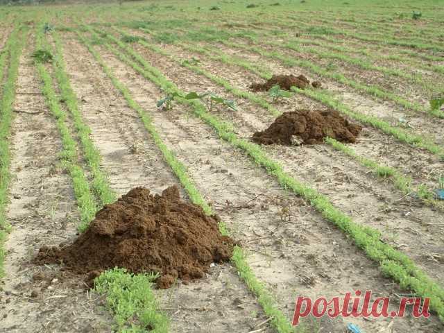 Слепыш — загадочный вредитель