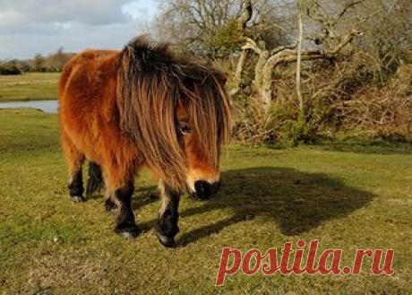 New Forest Pony | Flickr - Photo Sharing!
