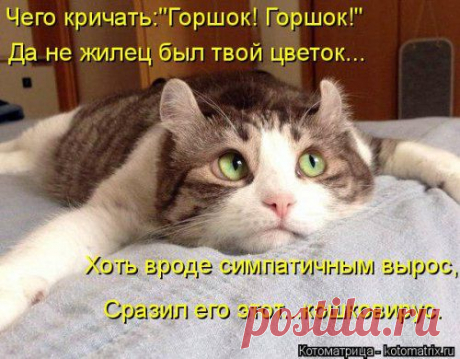 Новая котоматрица. | Уши, лапы, хвост