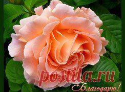(99) Одноклассники