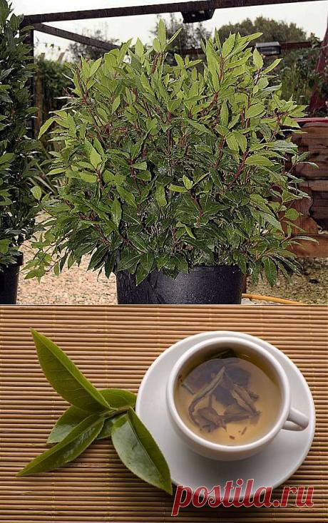 О лавровом листе | Советы Народной Мудрости