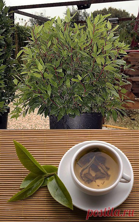 О лавровом листе | Советы Народной Мудрости