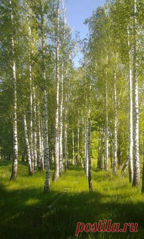 БЕСПЛАТНЫЕ КАРТИНКИ, ПОЗДРАВЛЕНИЯ И ПЛЭЙКАСТЫ.
Оксана Щерба (Лисий)
