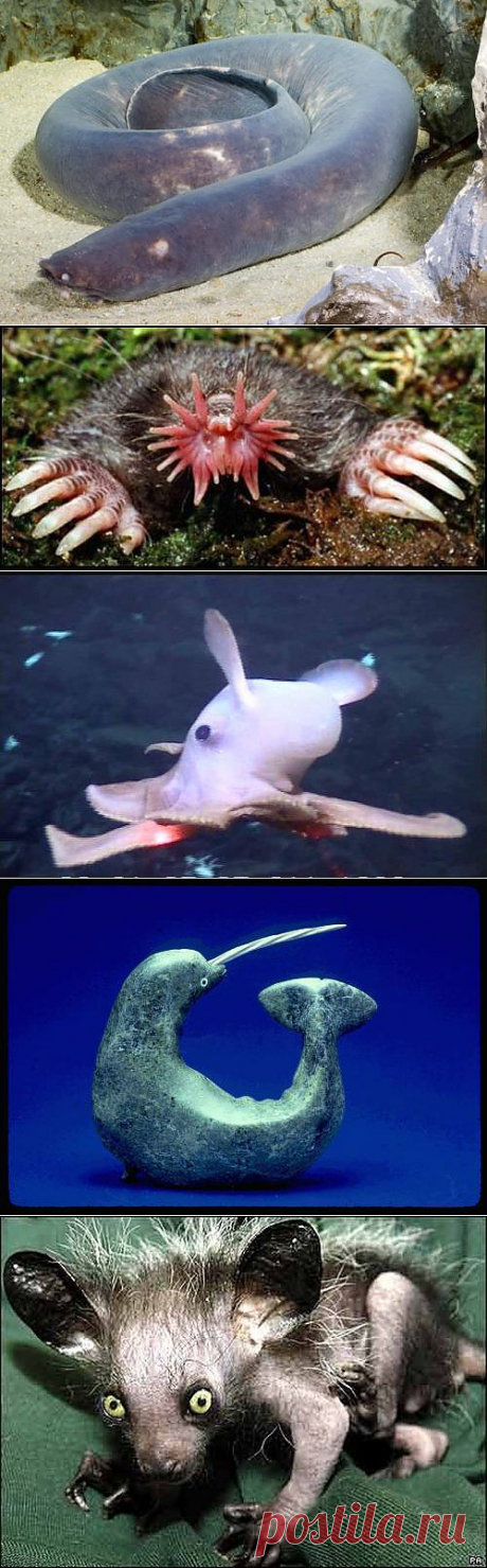 ����� �������� � ��������� �������� (66 ����) &amp;raquo; ����-������ ��� - �����������, ������ ���� ������� ������, ���������� ��������, ������� � �����������!
САМЫЕ СТРАШНЫЕ ЖИВОТНЫЕ