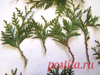 Как я выращиваю тую из веточки. 

Я очень люблю вечнозеленые растения из-за их круглогодичной декоративности. Но, к сожалению, посадочный материал таких растений стоит недешево, поэтому я освоила метод размножения вечнозеленых черенкованием. Это позволяет вырастить очень красивое вечнозеленое растение, не потратив при этом ни копейки.
Показать полностью…