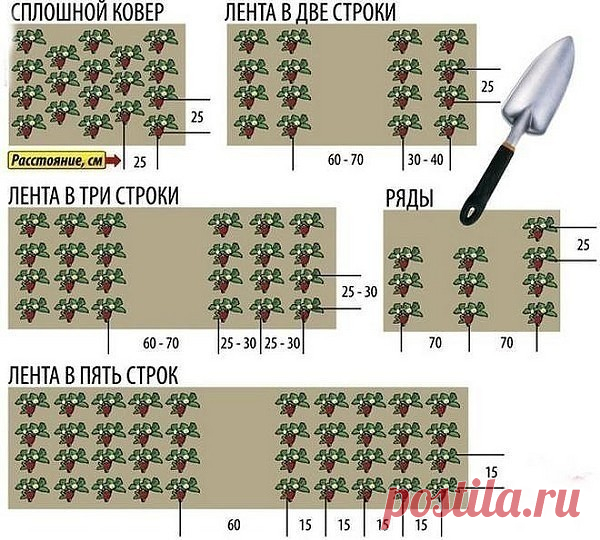 (99) Одноклассники