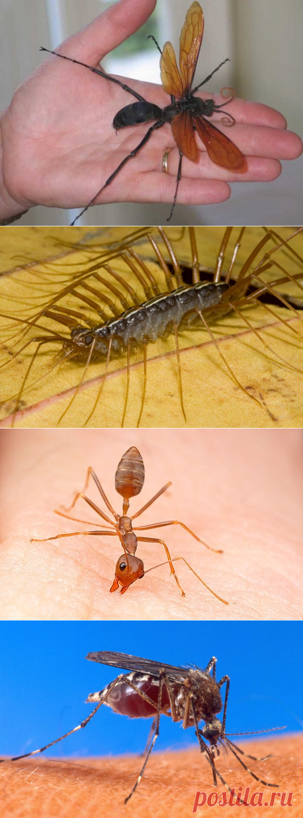 Аллергия на укусы насекомых