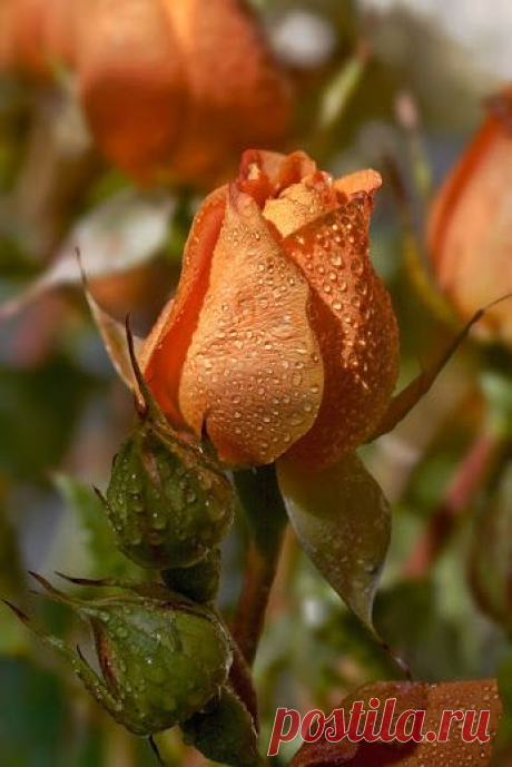 Alexander 62de ru – Google+