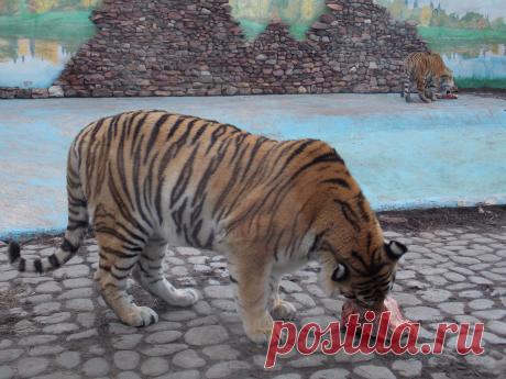 Кормление тигров.