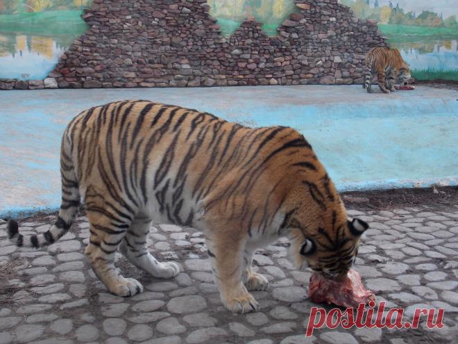 Кормление тигров.
