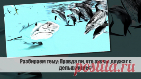 Разбираем тему: Правда ли, что акулы дружат с дельфинами? Статья автора «VestiNews. Люди, события, факты» в Дзене ✍: Акулы и дельфины - два разных вида морских животных, которые часто вызывают интерес и восхищение у людей.