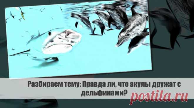 Разбираем тему: Правда ли, что акулы дружат с дельфинами? Статья автора «VestiNews. Люди, события, факты» в Дзене ✍: Акулы и дельфины - два разных вида морских животных, которые часто вызывают интерес и восхищение у людей.