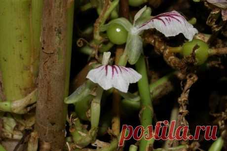 Выращивание кардамона в домашних условиях