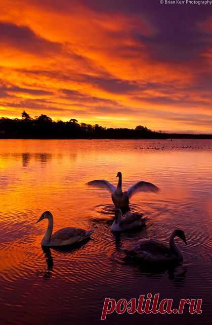 Swan Lake | Sunrise ☼ Sunset