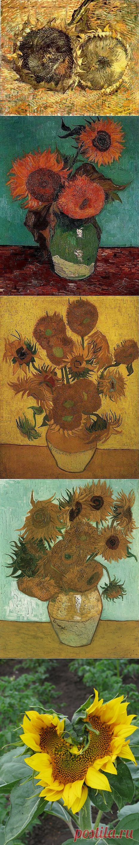 (+1) тема - Любимым цветок Ван Гога: Подсолнухи | Искусство
