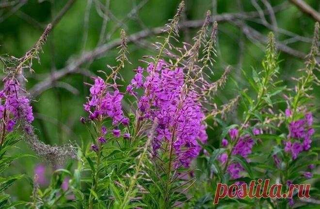 Как пить иван-чай: польза, вред, советы экспертов | Саша Коновалова | Пульс Mail.ru Сегодня напиток получил второе признание. Выясним, чем полезен иван-чай для организма, как его выбирать, заваривать, правильно пить. Берите его...