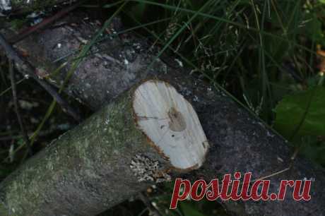 Как убрать пень без корчевания. - Садоводка