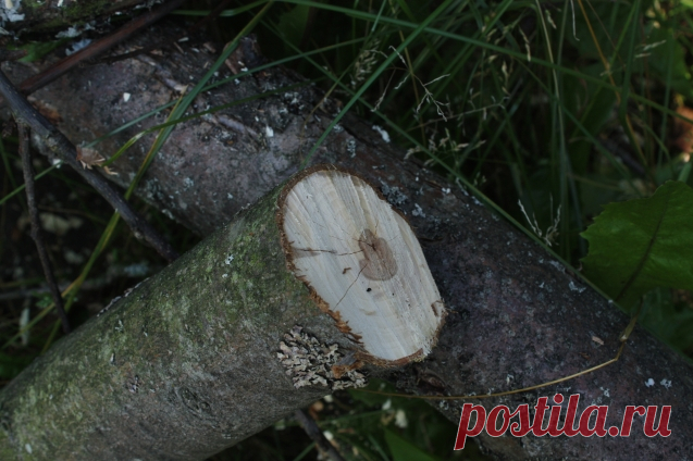 Как убрать пень без корчевания. - Садоводка