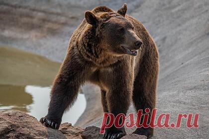 В российском цирке медведь напал на беременную дрессировщицу. В Орле медведь напал на дрессировщицу во время циркового представления. По предварительным данным, животное набросилось на работницу цирка во время номера. Ее коллега попыталась остановить разъяренного медведя с помощью кнута, но тот не реагировал на удары. В результате пострадавшую женщину госпитализировали.