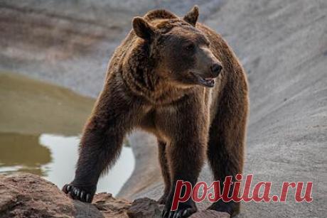 В российском цирке медведь напал на беременную дрессировщицу. В Орле медведь напал на дрессировщицу во время циркового представления. По предварительным данным, животное набросилось на работницу цирка во время номера. Ее коллега попыталась остановить разъяренного медведя с помощью кнута, но тот не реагировал на удары. В результате пострадавшую женщину госпитализировали.