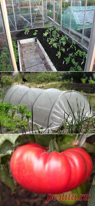 Томаты в парнике, выращивание урожайных крупноплодных парниковых помидоров, посадка (высадка) рассады своими руками: инструкция, фото и видео-уроки, цена | Теплица и парник