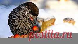 птицы на снегу обои: 12 тыс изображений найдено в Яндекс.Картинках