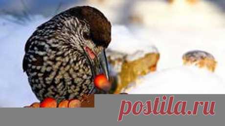 птицы на снегу обои: 12 тыс изображений найдено в Яндекс.Картинках