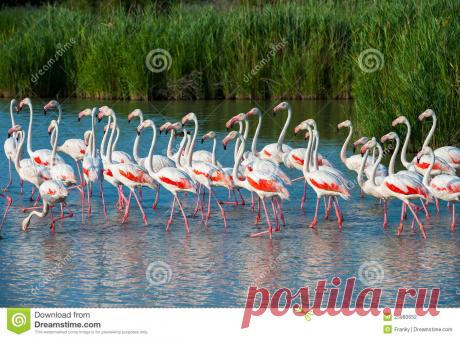 птичий рай аггельский национальный парк: 15 тыс изображений найдено в Яндекс.Картинках