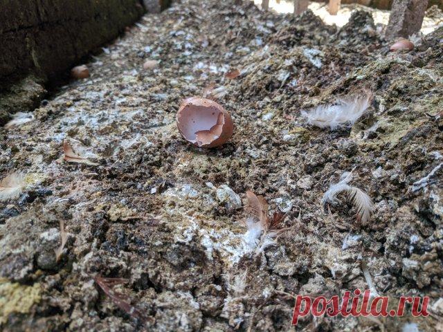 Что положить в лунку при посадке помидоров: 10 рецептов от читателей