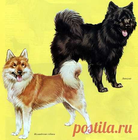 Породы собак, часть 22 – Блог. Run, пользователь Марина Николаева | Группы Мой Мир