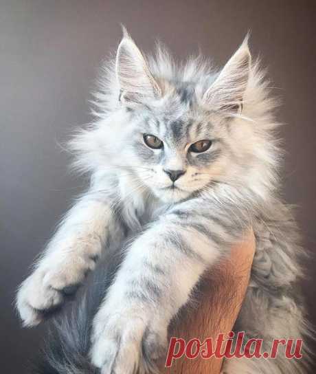 25 милых котят мейн-кунов, которые через пару месяцев станут величественными гигантами