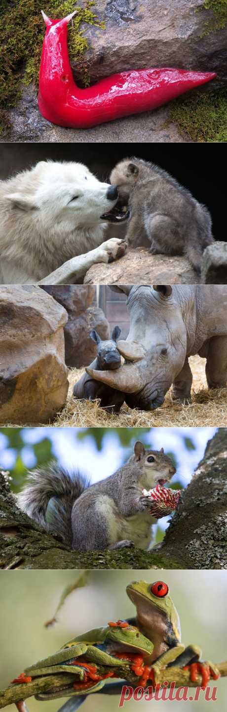 &amp;raquo; Фотографии животных за неделю Это интересно!