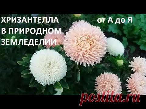 Хризантелла от А до Я