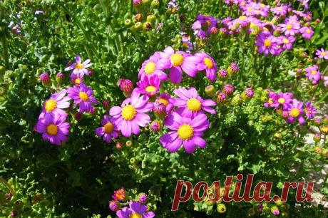 Крестовник изящный или цинерария изящная Многие из нас, выбирая растение для бордюра, хотят чтобы оно было декоративное, приковывающее взгляд, при этом хорошо обрамляло дорожки или выгодно подчеркивало яркие цветники. Цинерария — то, что вам...