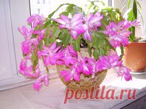 Зигокактус (или Декабрист: особенности ухода и размножение — Сад на подоконнике