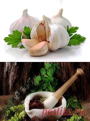 Как очистить кровь с помощью чеснока - народный метод лечения на Mediry.ru