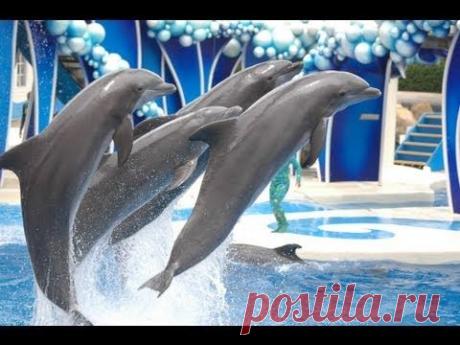 The Complete 2015 SeaWorld &quot;Blue Horizons&quot; Dolphin Show