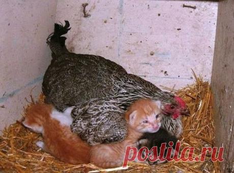 (12) Одноклассники