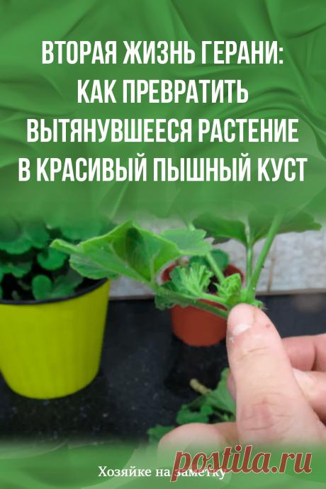 Вторая жизнь герани: как превратить вытянувшееся растение в красивый пышный куст