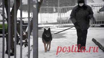 Кинолог рассказал, как помочь собаке, если она слизала реагент