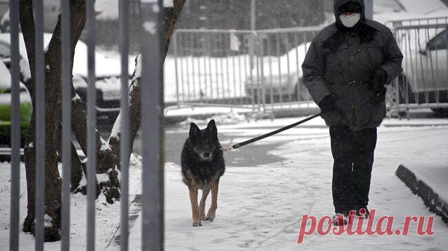 Кинолог рассказал, как помочь собаке, если она слизала реагент
