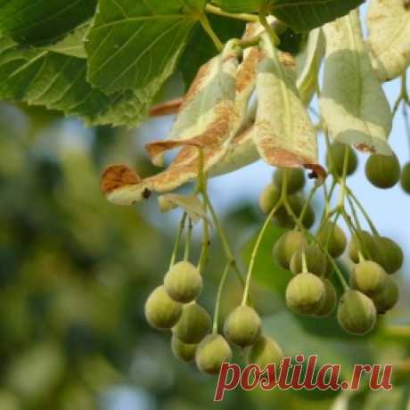 Липовые орешки - полезные и доступные рецепты