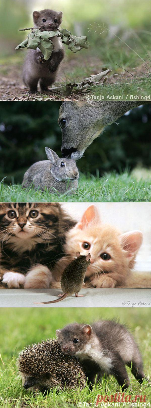 Замечательный фотограф дикой природы Таня Аскани »...