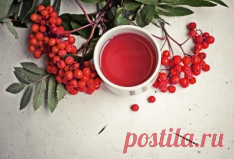 Чай с рябиной для кишечника, почек и от гриппа