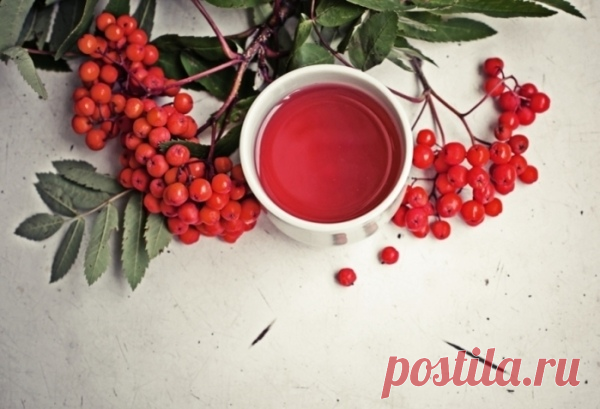 Чай с рябиной для кишечника, почек и от гриппа