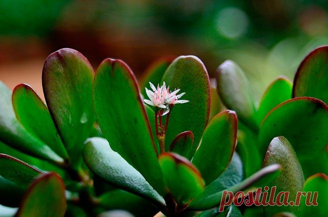 Приметы и суеверия, связанные с денежным деревом