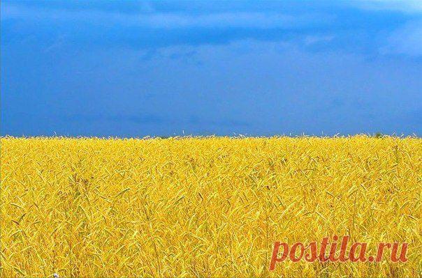 Поле пшеницы в Украине. / Взлом логики