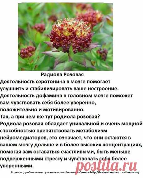 Основные ингредиенты Продукта Брейн Фул Плюс:
Радиола Розовая
Деятельность серотонина в мозге помогает улучшить и стабилизировать ваше нестроение. Деятельность дофамина в головном мозге поможет вам чувствовать себя более уверенно, положительно и мотивированно.