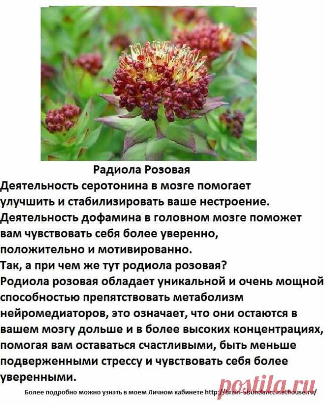 Основные ингредиенты Продукта Брейн Фул Плюс:
Радиола Розовая
Деятельность серотонина в мозге помогает улучшить и стабилизировать ваше нестроение. Деятельность дофамина в головном мозге поможет вам чувствовать себя более уверенно, положительно и мотивированно.