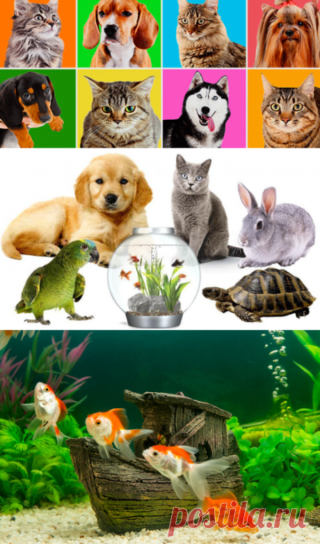 Visualizar: Las Mascotas y el Feng Shui